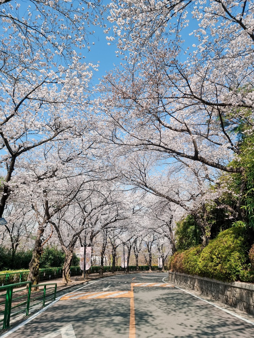 namsan cherry blossom seoul