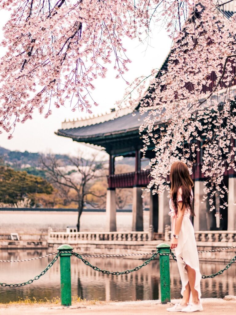 gyeongbokgung palace seoul cherry blossom