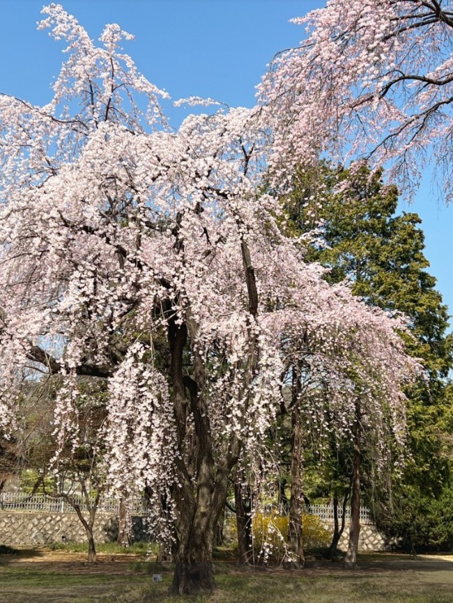 seoul cemetery cherry blossom