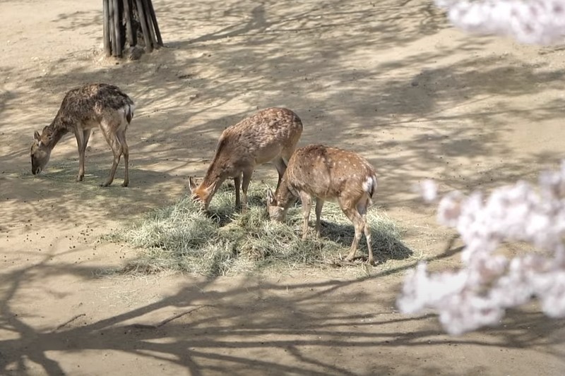 deer cherry blossom seoul forest park