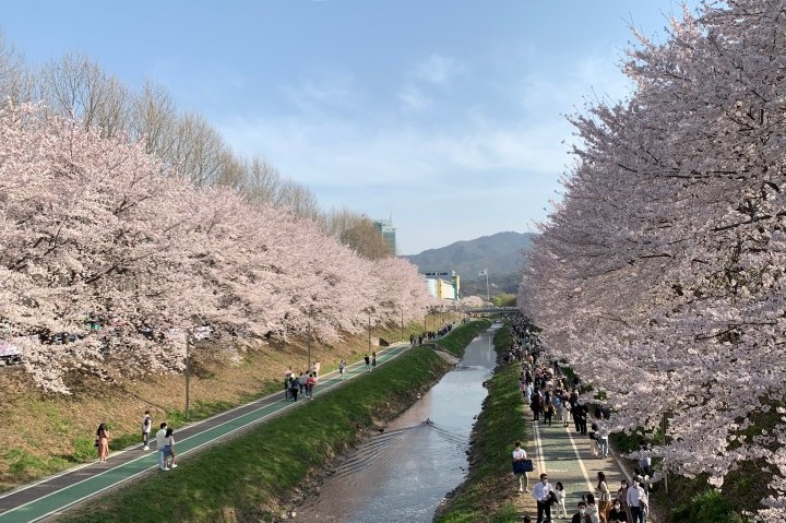 cherry blossom yangjae seoul