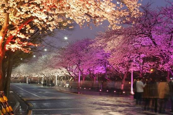 yeouido cherry blossom night seoul