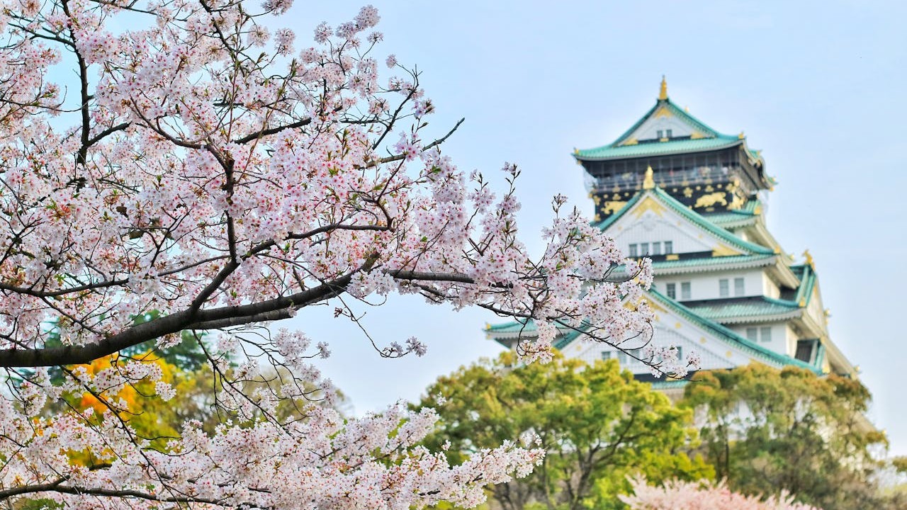 Japan Osaka castle Cherry Blossom